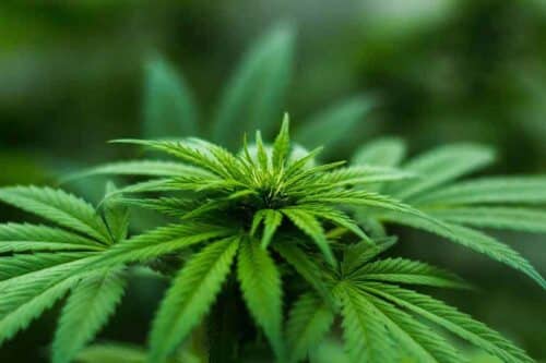 Cómo pelar marihuana: Guía completa para principiantes y expertos