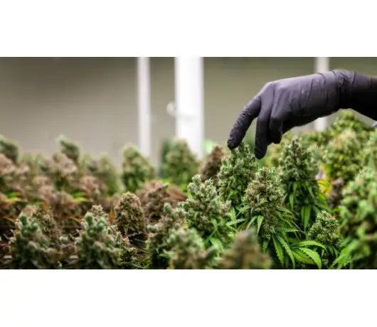 Poda Schwazzing en el Cultivo de Marihuana - GROW 1NDUSTRY