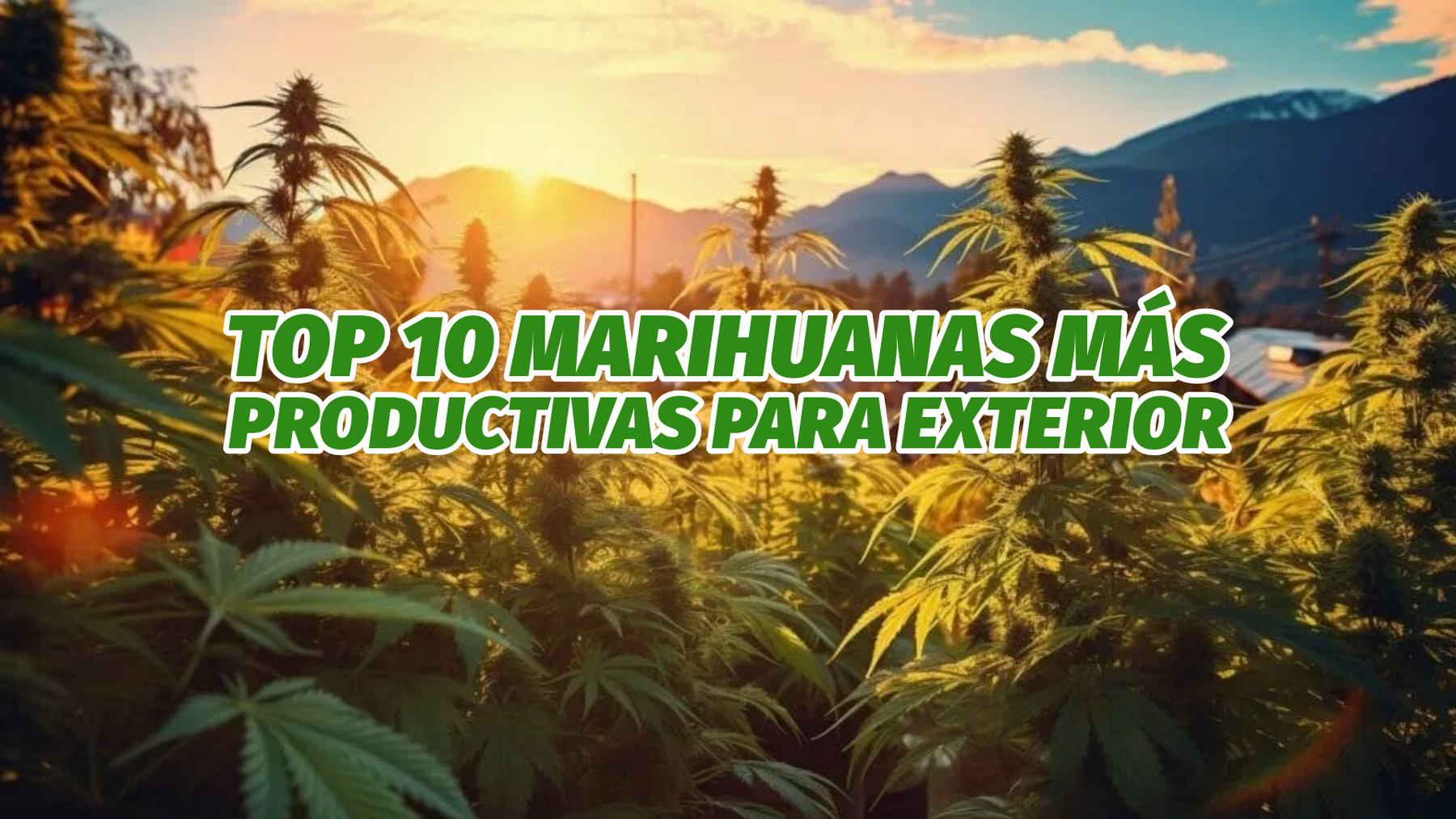 ¿Cuáles son las variedades de marihuana más productivas para exterior? - GrowTarraco Distribuciones SLU