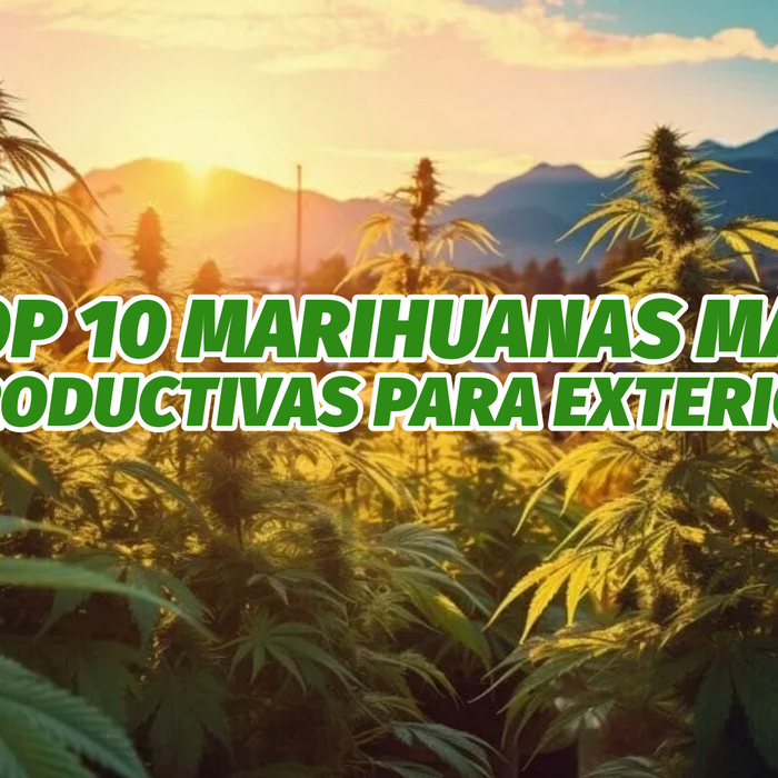 ¿Cuáles son las variedades de marihuana más productivas para exterior? - GrowTarraco Distribuciones SLU