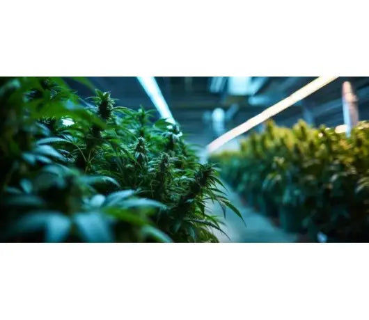 Cuál es la mejor iluminación para cultivo interior de cannabis