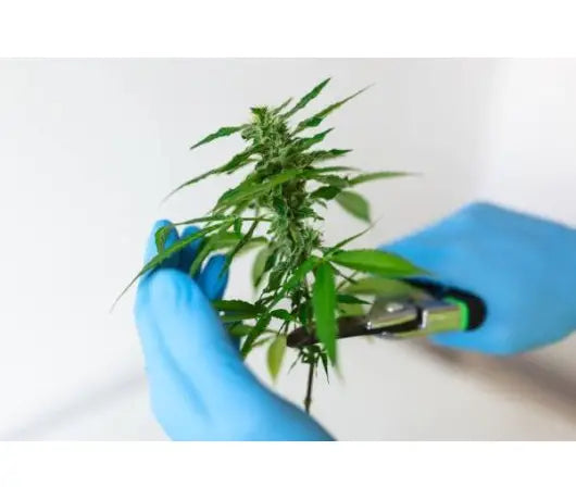 Poda Pizzicato en el Cultivo de Marihuana - GROW 1NDUSTRY