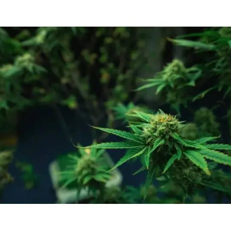 Poda Super Cropping en el Cannabis - GROW 1NDUSTRY