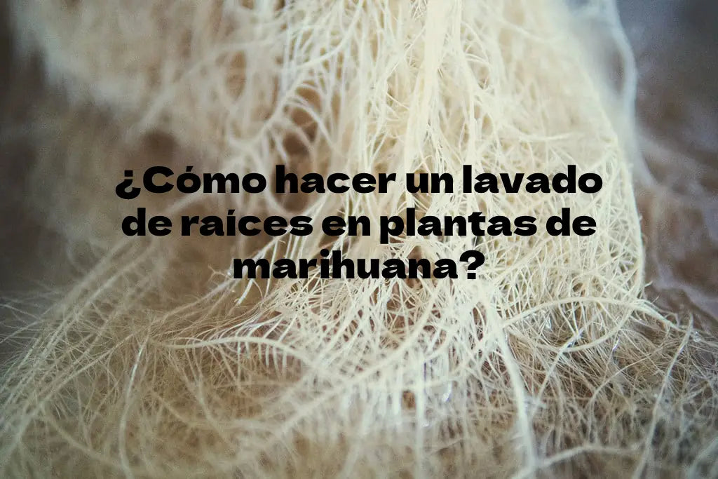 ¿Cómo hacer un lavado de raíces en plantas de marihuana?