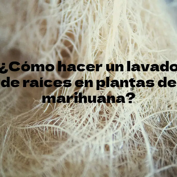 ¿Cómo hacer un lavado de raíces en plantas de marihuana?